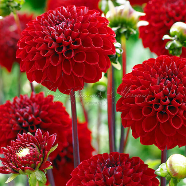 Георгин Викинг (Dahlia Viking) — фото 4