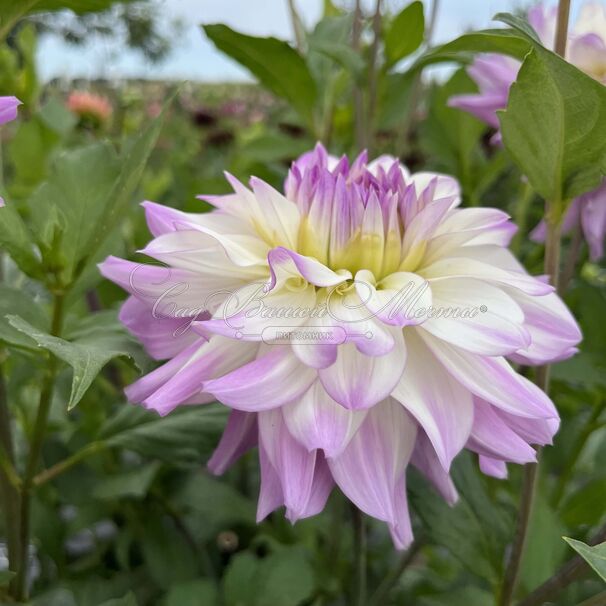 Георгин Виктория Анн (Dahlia Victoria Ann) — фото 2