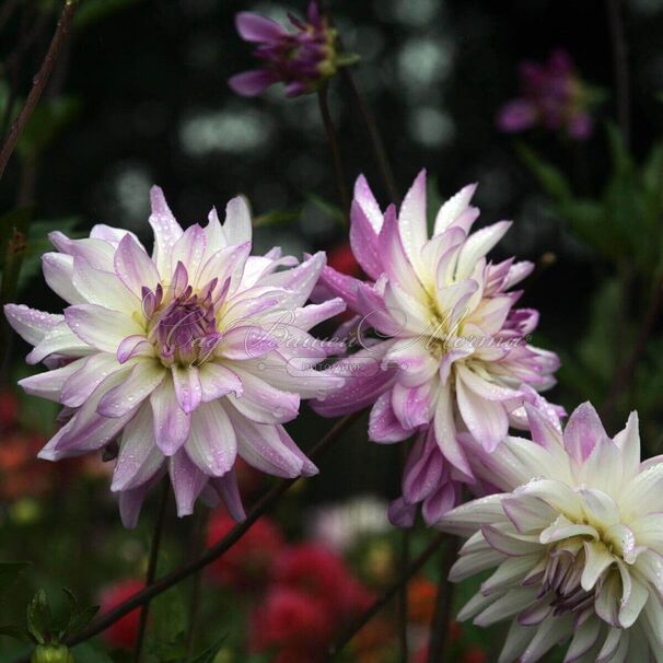 Георгин Виктория Анн (Dahlia Victoria Ann) — фото 3