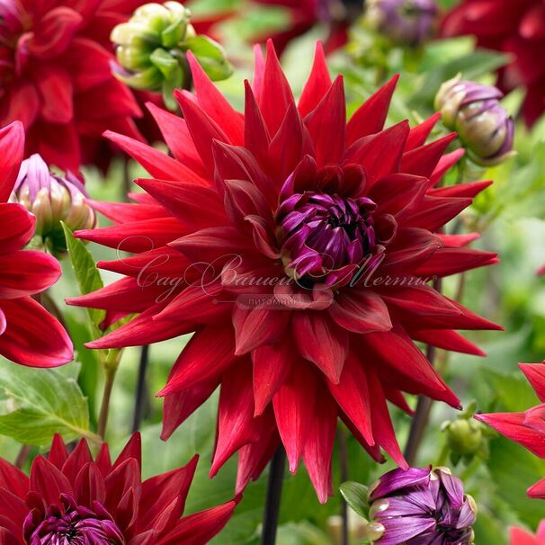 Георгин Виттеманс Бест (Dahlia Witteman's Best) — фото 2