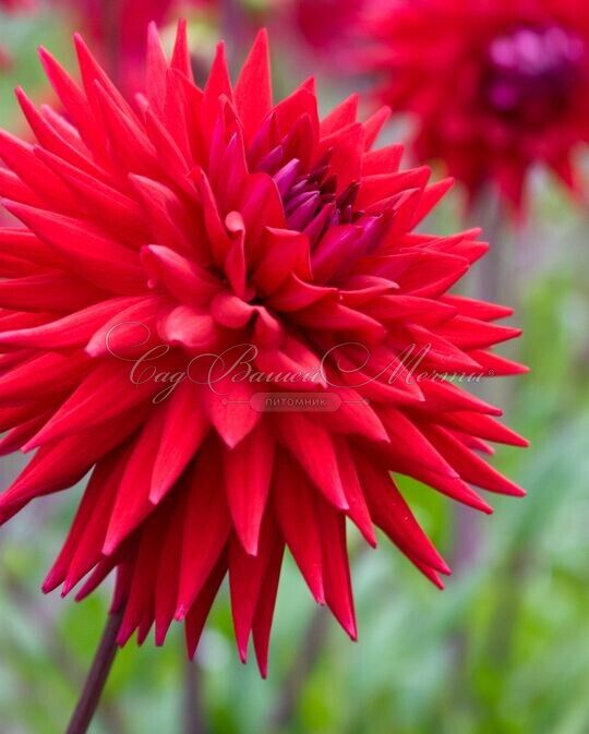 Георгин Виттеманс Бест (Dahlia Witteman's Best) — фото 3