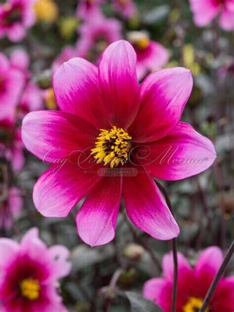 Георгин Вишес'н Дримс (Dahlia Wishes'n Dreams) — фото 2