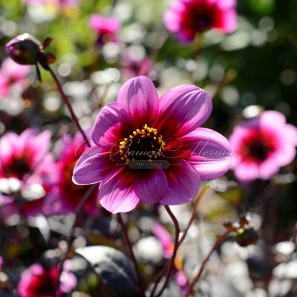 Георгин Вишес'н Дримс (Dahlia Wishes'n Dreams) — фото 4