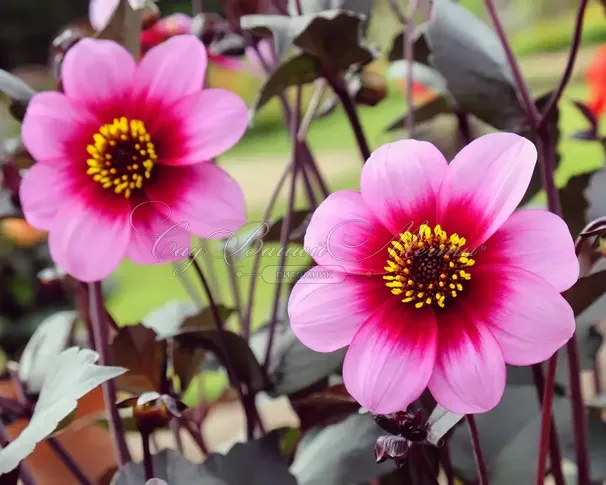 Георгин Вишес'н Дримс (Dahlia Wishes'n Dreams) — фото 5