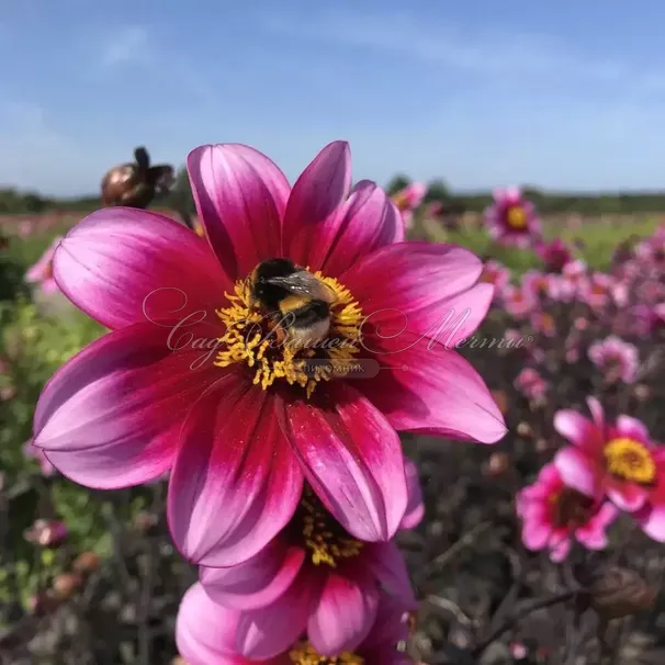 Георгин Вишес'н Дримс (Dahlia Wishes'n Dreams) — фото 6