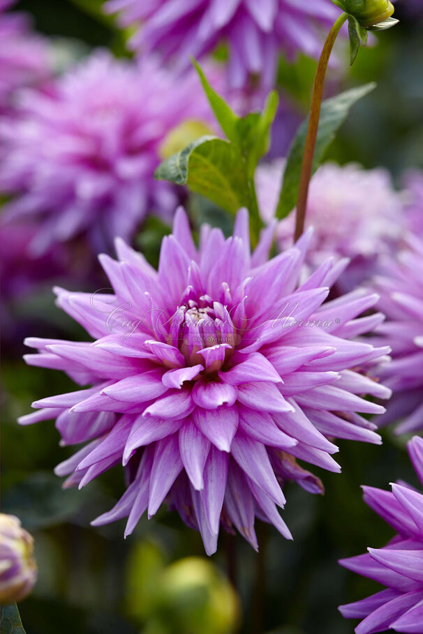 Георгин Вортон Блю Стрик (Dahlia Worton Blue Streak) — фото 2