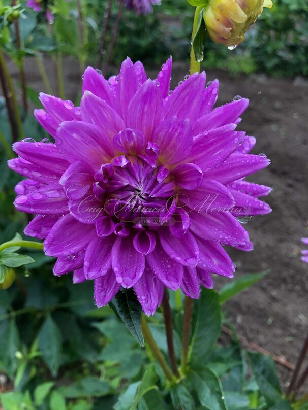 Георгин Вортон Блю Стрик (Dahlia Worton Blue Streak) — фото 3