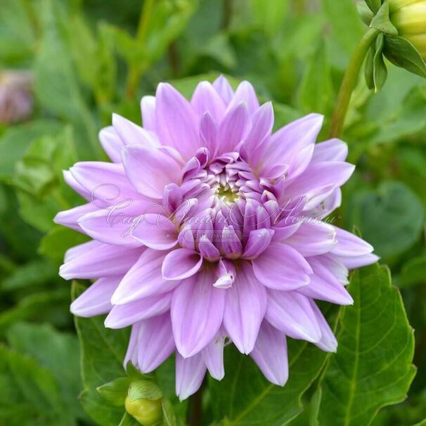 Георгин Вортон Блю Стрик (Dahlia Worton Blue Streak) — фото 4