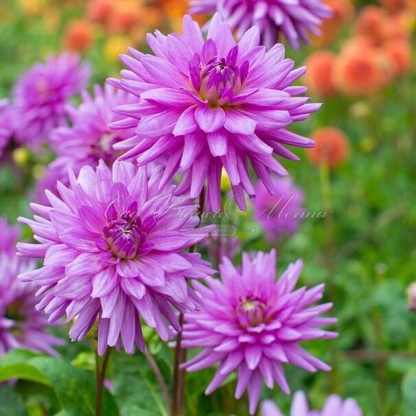 Георгин Вортон Блю Стрик (Dahlia Worton Blue Streak) — фото 5