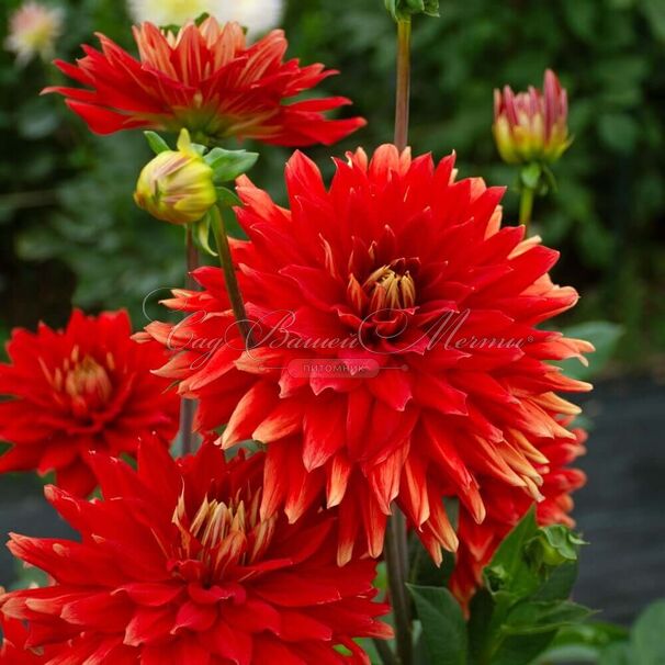 Георгин Вулкан (Dahlia Vulcan) — фото 3