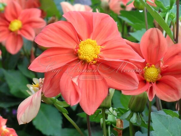 Георгин Г.Ф. Хемерик (Dahlia G.F. Hemerik) — фото 3