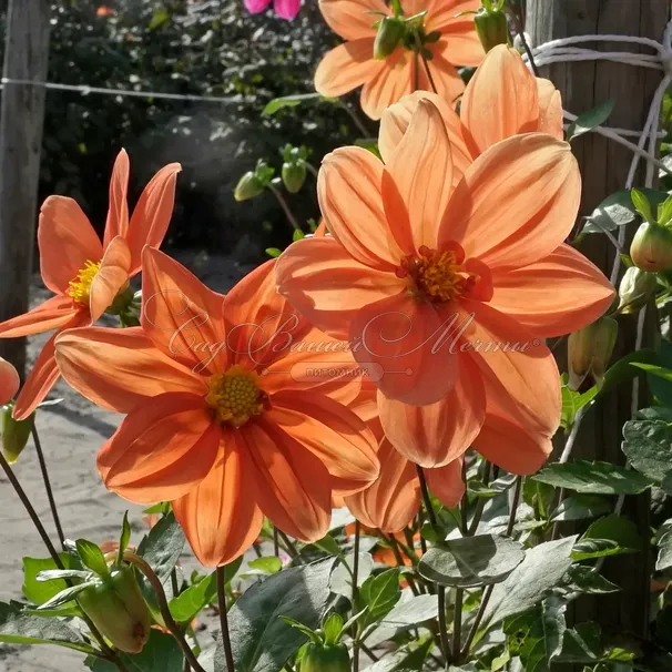 Георгин Г.Ф. Хемерик (Dahlia G.F. Hemerik) — фото 4