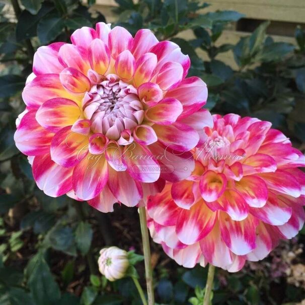 Георгин Гаваи (Dahlia Hawaii) — фото 2