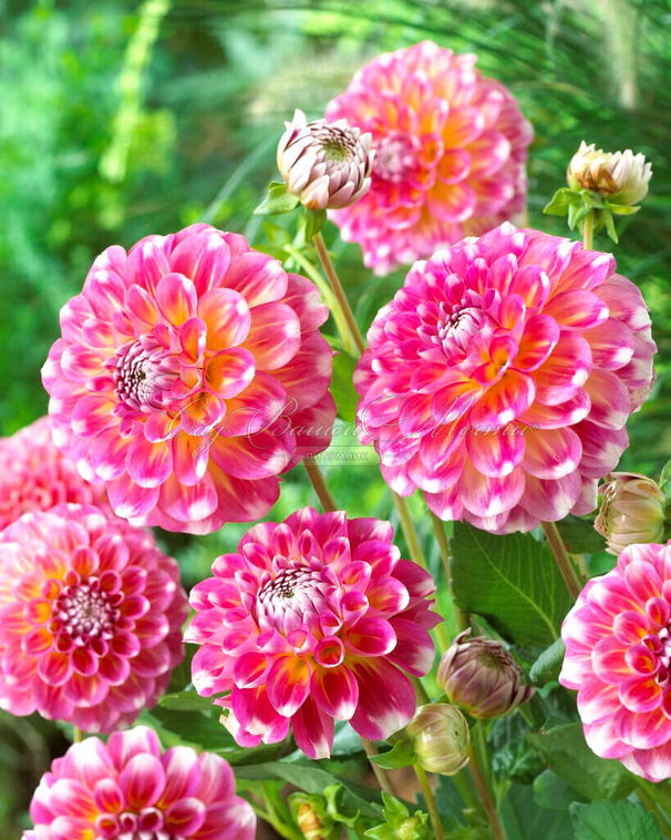 Георгин Гаваи (Dahlia Hawaii) — фото 3