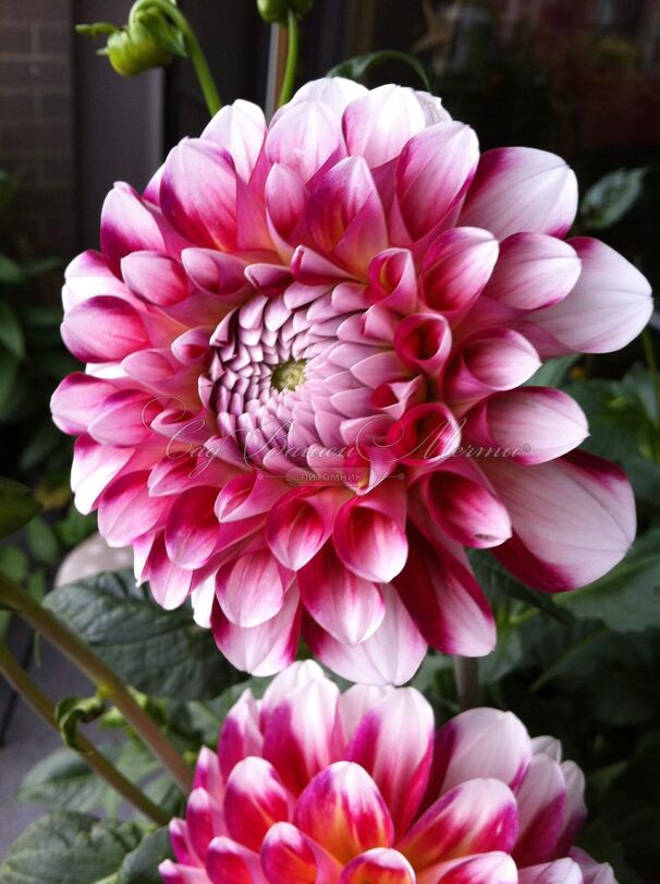 Георгин Гаваи (Dahlia Hawaii) — фото 4
