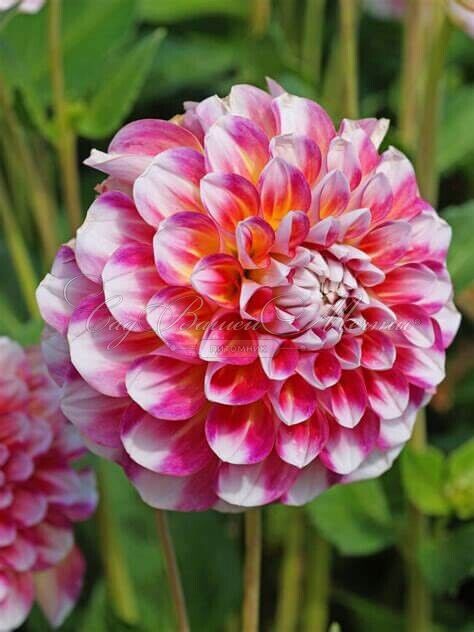 Георгин Гаваи (Dahlia Hawaii) — фото 5