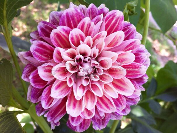 Георгин Гаваи (Dahlia Hawaii) — фото 6