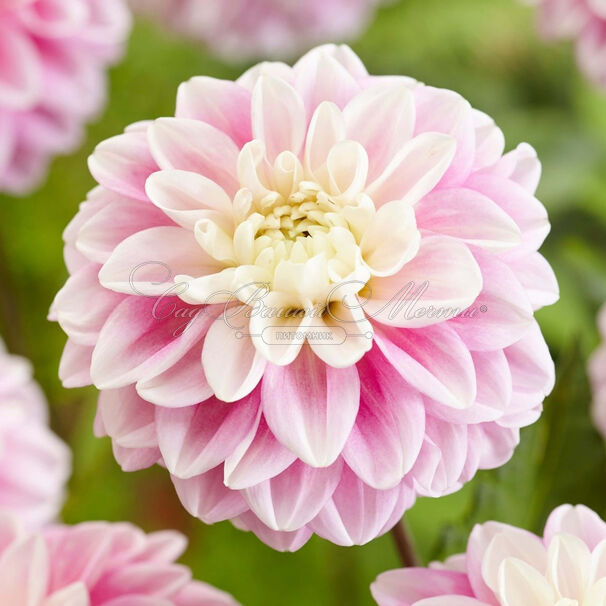 Георгин Гаваи (Dahlia Hawaii) — фото 7
