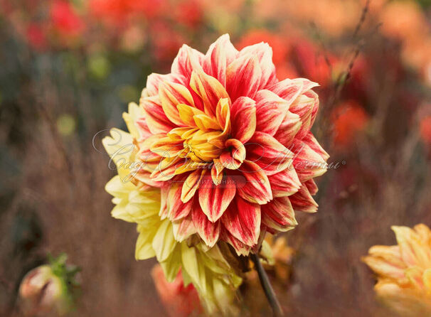 Георгин Гарден Фестиваль (Dahlia Garden Festival) — фото 2