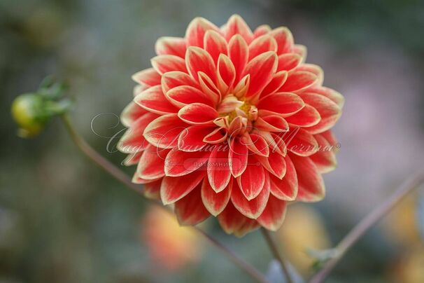 Георгин Гарден Фестиваль (Dahlia Garden Festival) — фото 3