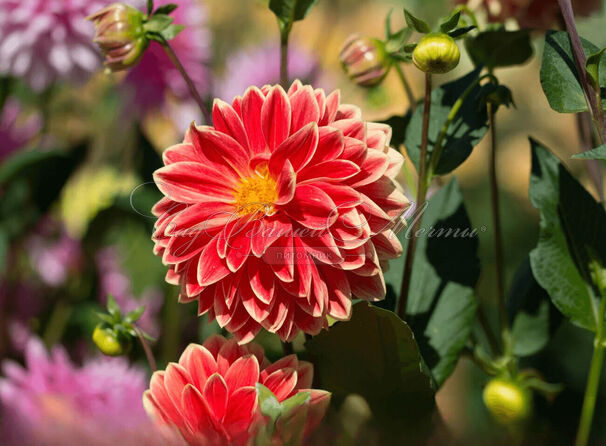 Георгин Гарден Фестиваль (Dahlia Garden Festival) — фото 4