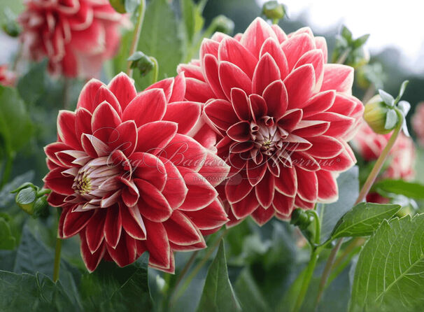 Георгин Гарден Фестиваль (Dahlia Garden Festival) — фото 5