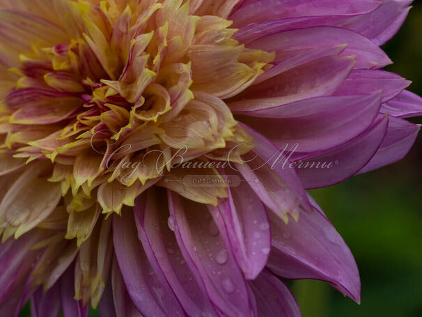 Георгин Гарден Шоу (Dahlia Garden Show) — фото 2