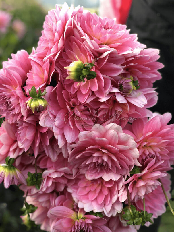 Георгин Гарри Хоек (Dahlia Gerrie Hoek) — фото 2
