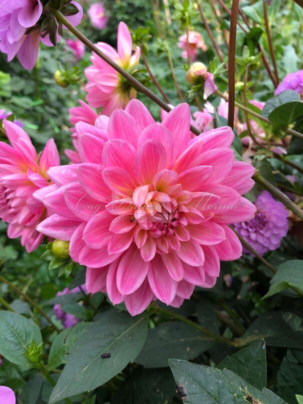 Георгин Гарри Хоек (Dahlia Gerrie Hoek) — фото 3
