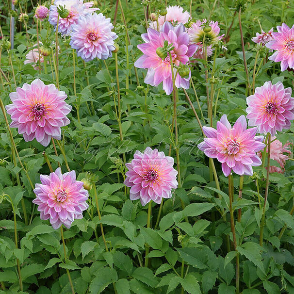 Георгин Гарри Хоек (Dahlia Gerrie Hoek) — фото 4