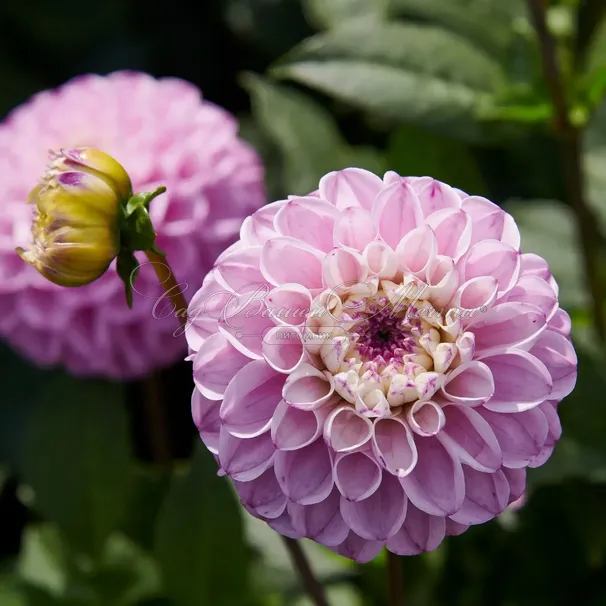 Георгин Генуя (Dahlia Genova) — фото 2