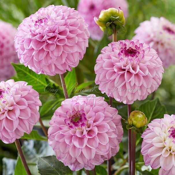 Георгин Генуя (Dahlia Genova) — фото 3