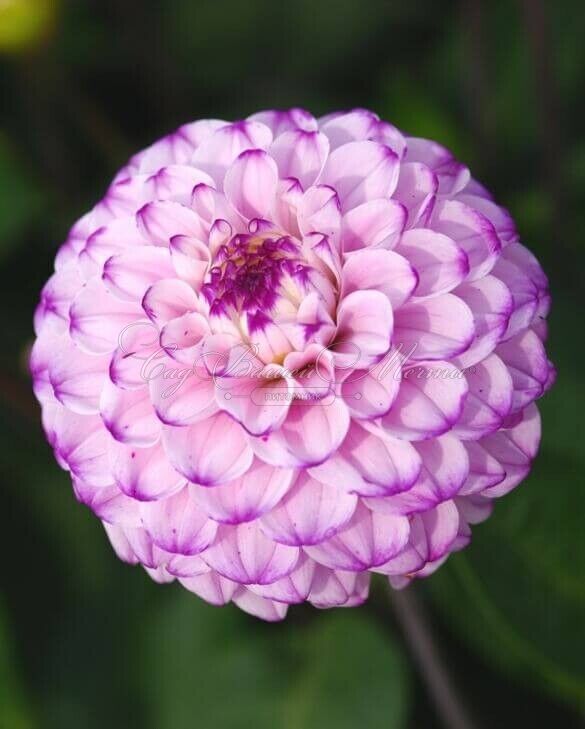 Георгин Генуя (Dahlia Genova) — фото 4
