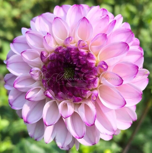 Георгин Генуя (Dahlia Genova) — фото 5