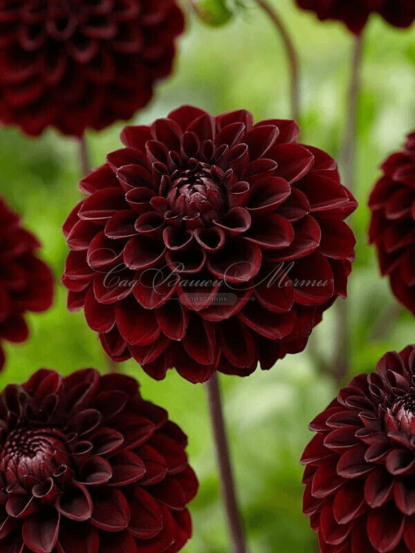 Георгин Гидеон (Dahlia Gideon) — фото 4