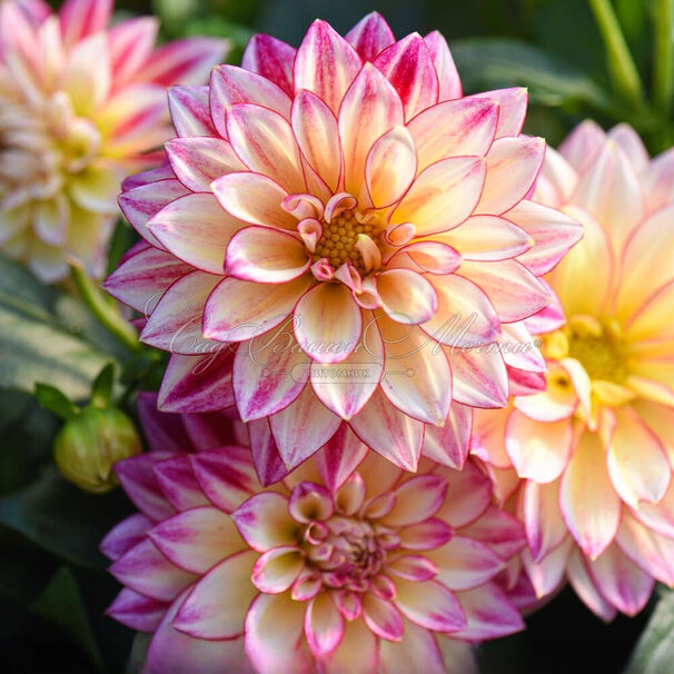 Георгин Гипнотика Тропикал Бриз (Dahlia Hypnotica Tropical Breeze) — фото 3
