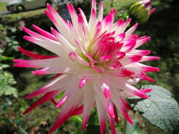 Георгин Гирлингс Сорбет (Dahlia Geerlings Sorbet) — фото 2