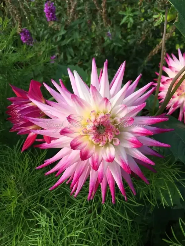 Георгин Гирлингс Сорбет (Dahlia Geerlings Sorbet) — фото 3
