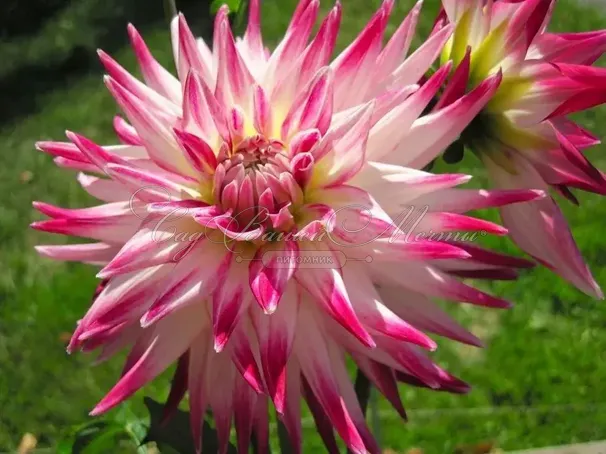 Георгин Гирлингс Сорбет (Dahlia Geerlings Sorbet) — фото 4