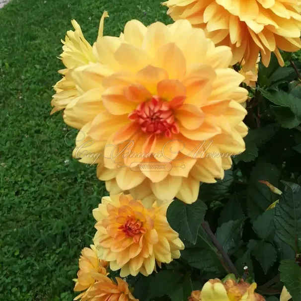 Георгин Глори Ван Нордвейк (Dahlia Glorie Van Noordwijk) — фото 2