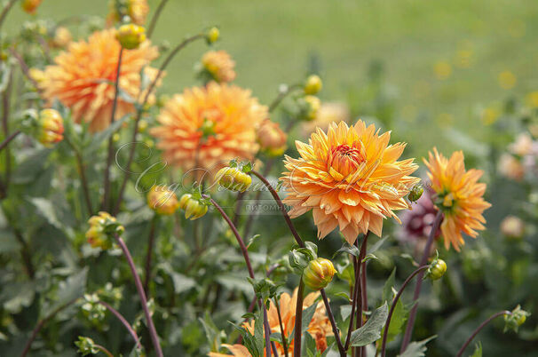 Георгин Глори Ван Нордвейк (Dahlia Glorie Van Noordwijk) — фото 3