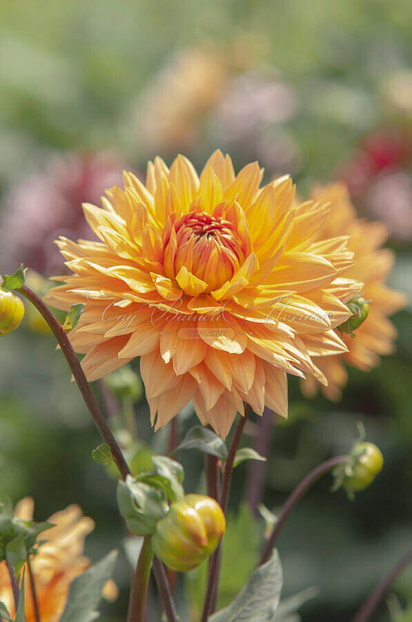 Георгин Глори Ван Нордвейк (Dahlia Glorie Van Noordwijk) — фото 4