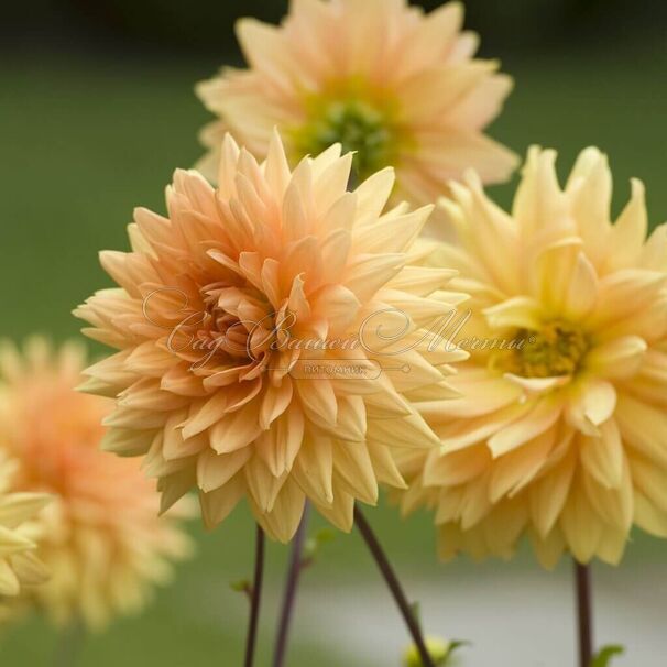 Георгин Глори Ван Нордвейк (Dahlia Glorie Van Noordwijk) — фото 5