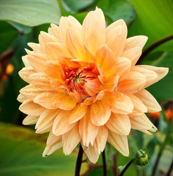 Георгин Глори Ван Нордвейк (Dahlia Glorie Van Noordwijk) — фото 6