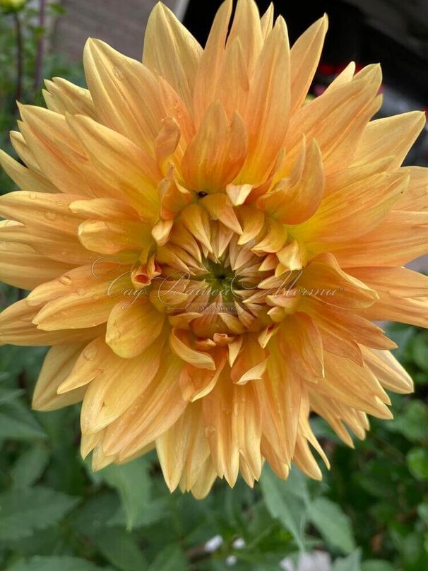 Георгин Глори Ван Нордвейк (Dahlia Glorie Van Noordwijk) — фото 7