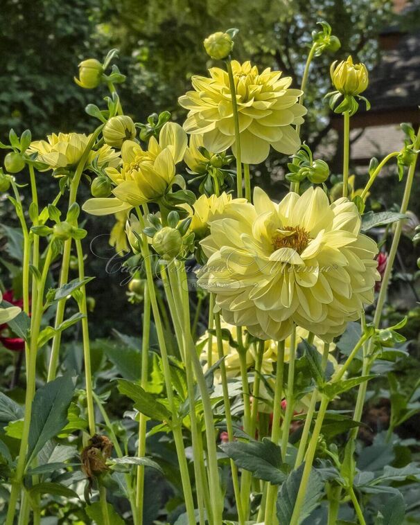 Георгин Глори оф Хемстед (Dahlia Glorie of Heemstede) — фото 2