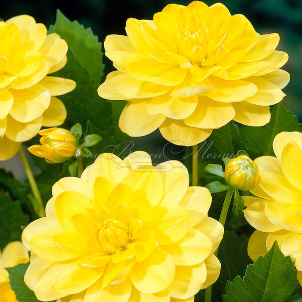 Георгин Глори оф Хемстед (Dahlia Glorie of Heemstede) — фото 3