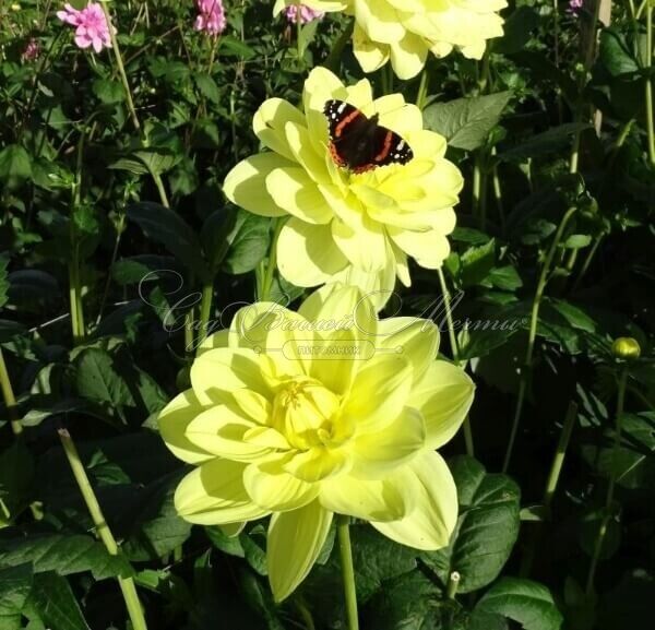 Георгин Глори оф Хемстед (Dahlia Glorie of Heemstede) — фото 4