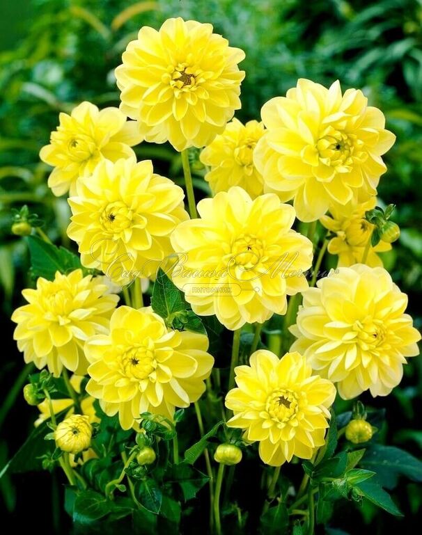Георгин Глори оф Хемстед (Dahlia Glorie of Heemstede) — фото 5