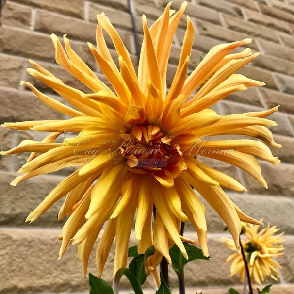 Георгин Голд Кроун (Dahlia Gold Crown) — фото 2
